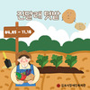 2024년 진달래 텃밭 감자 수확